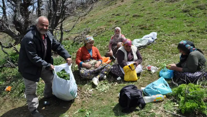 Dağlarda Ekmek Mücadelesi: Kilosu 250 Lira Olan Bu Değerli Ürün İçin 5 Saat Yürüyüş