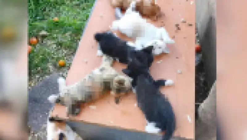 Bursa'da Yavru Kedi Katliamı: Sekiz Can, Acımasızca Hayattan Koparıldı