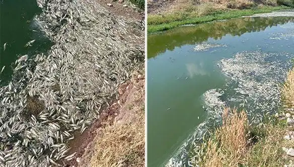Karasu Çayı’ndaki Balık Ölümleri: Gizemli Sebepler Araştırılıyor