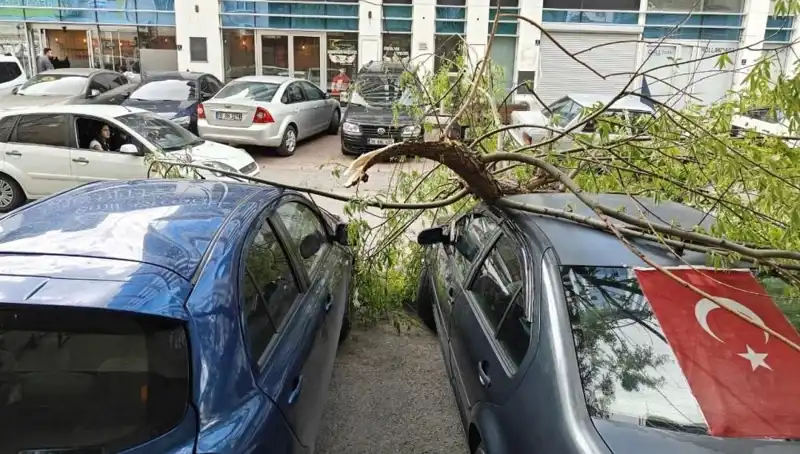 Kayseri'de Fırtına Sonrası Doğa Kayıpları ve Yeniden Doğuş Süreci