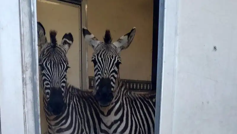 : Sınırda Şoke Eden Kaçakçılık: Minibüsten 2 Zebra ve Daha Fazlası Ele Geçirildi!