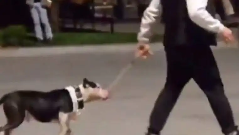 Ağızlıksız Pitbull Çevredeki Köpeklere Saldırdı: Sahibi Hapisle Yüz Yüze