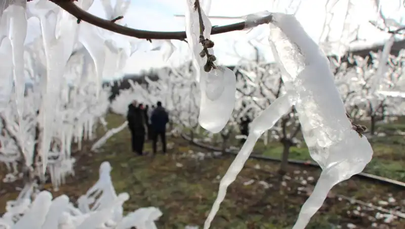 Soğuk Hava Şaşırttı: Dondurulmuş Ağaçlardan Beklenmedik Çiçeklenme