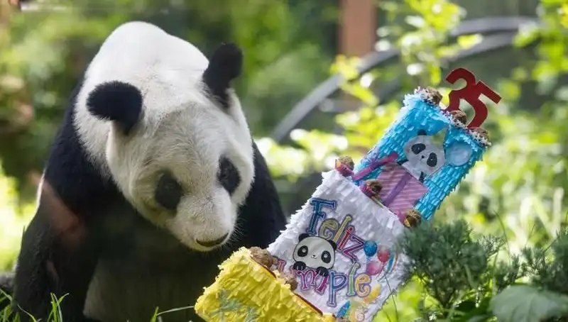 Dev Panda Xin Xin 35 Yaşında: Doğal Hayat Koruma İnisiyatifleri Nasıl Gelişiyor?