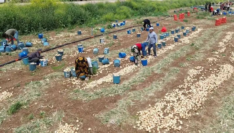 Türkiye’de Soğan Hasadı Başladı: Panzar Fiyatları Düşüşte