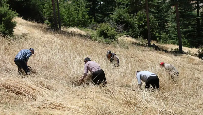 Geleneksel Yöntemlerle Hasat: Ellik ve Orakla Verim Dönemi Başladı