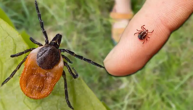 Kene Isırmaları: Belirtiler ve Önlemlerle Hayat Kurtarma Rehberi