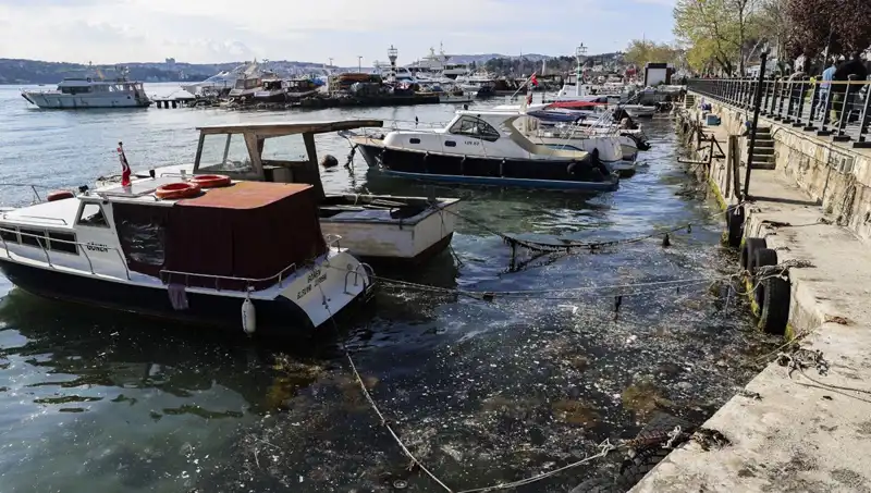 İstanbul'da Tekrar Eden Müsilaj Sorunu: Neler Oluyor?