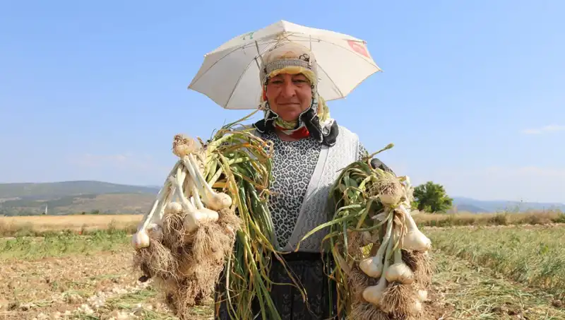 Kavurucu Sıcakta Çalışanlar Günde 1200 TL Kazanıyor: Dikkat Çekici Bir Hayat Mücadelesi
