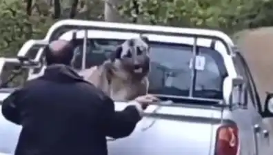 Trabzon'da Caniliğin Sınırlarını Zorlayan Olay: Köpeği Halatla Dövdü