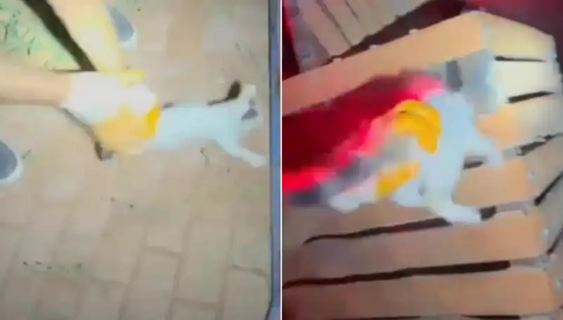 Gece Yarısı Gelen İtfaiye Ekibi, Kediyi Kurtarmak için Seferber Oldu!