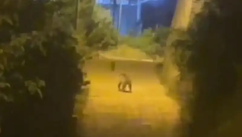 Gümüşhane'de Kent Merkezine İnen Ayı Hayrete Düşürdü!