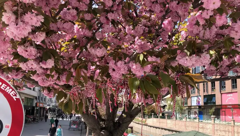 Süs Erik Ağacına Geleneksel Martenitsa’nın Bağlanmasıyla Bahar Coşkusu Başladı!