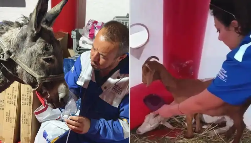 Yangından Etkilenen Eşeğe Oksijen Maskesiyle Şifa Arayışı