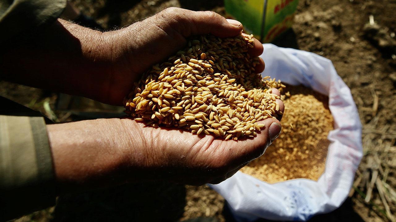 Tarım Kredi Marketlerinde Ata Tohumları Satışa Sunuldu