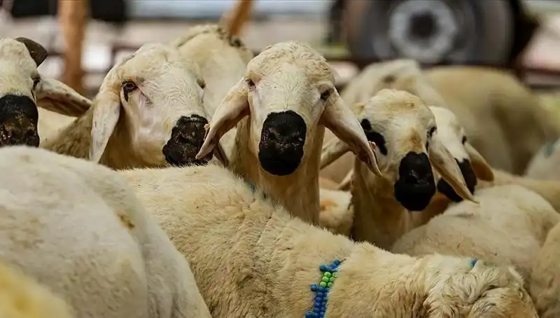 2025 Kurban Bayramı: Kurban Kesimi Farz mı? İşte 10 Cevap!