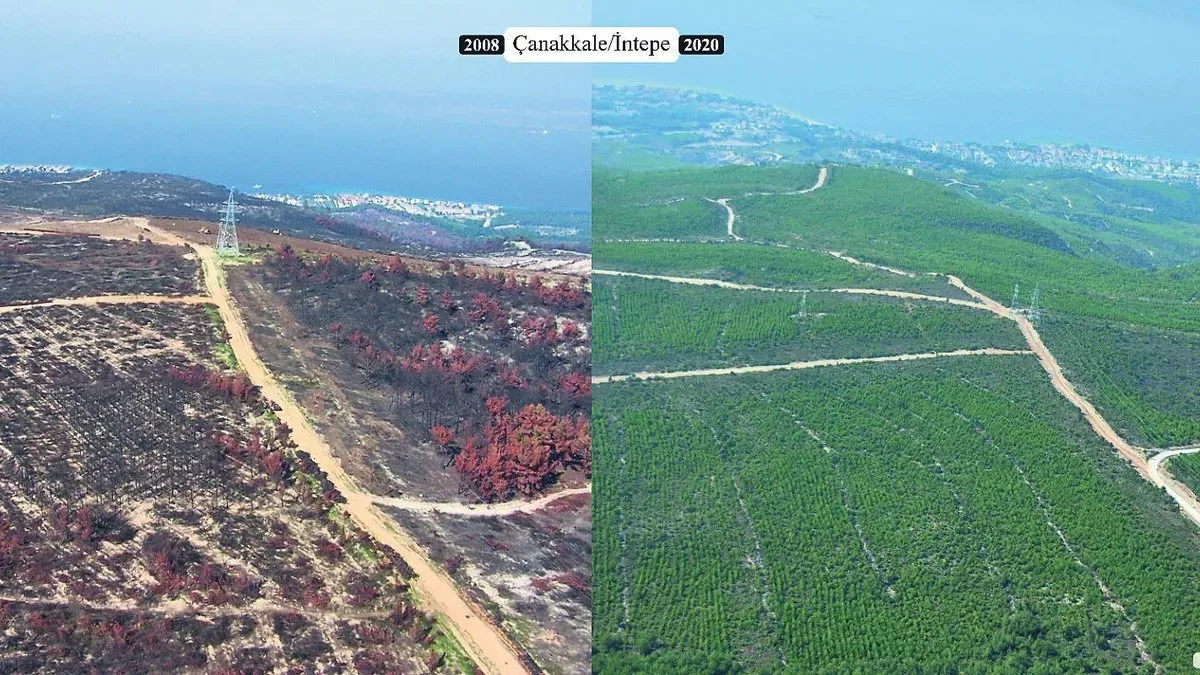 Ormanlarımız Yeniden Can Buluyor: Tüm Alanlar Yeşillendiriliyor