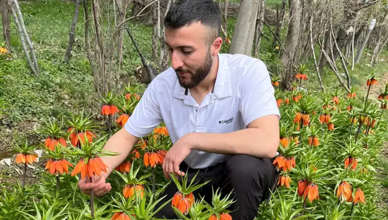 Ağlayan Gelin: 20 Günlük Ömrüyle Doğanın Nadir Mucizesi