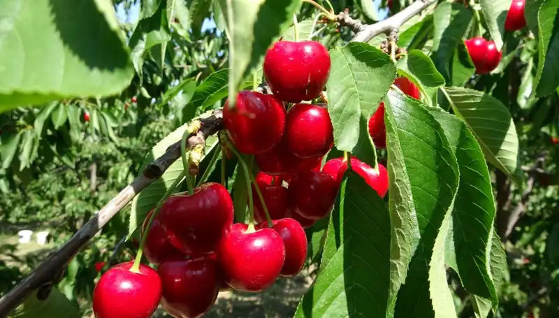 Çay Bardağına Sığmayan Hasat: Çay Üretiminde Yeni Dönem