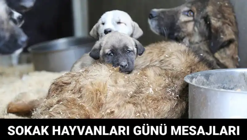 Sokak Hayvanlarına Duyduğumuz Sevgi: Dünya Sokak Hayvanları Günü Nedir?