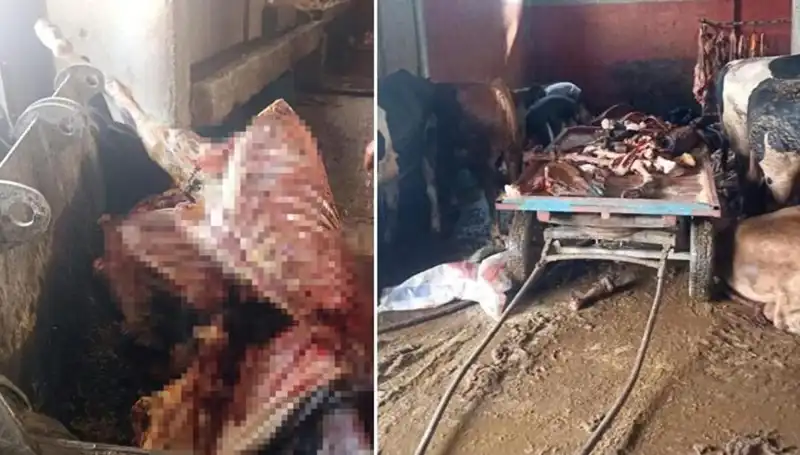Adana'da Şok Edici At Eti Operasyonu: 2,5 Ton Ele Geçirildi