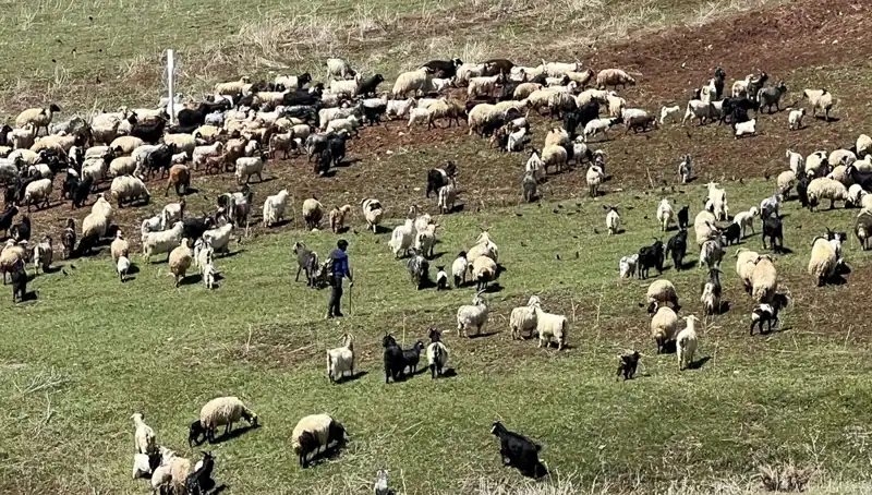 Çoban Krizi Gözleri Üzerine Çekerken: 70 Bin TL Maaş Neden Yetersiz?