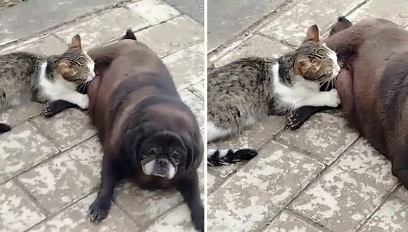 Erzurum Sokaklarında Sevgi Dolu Anlar: Köpek, Kediyi Emziriyor!