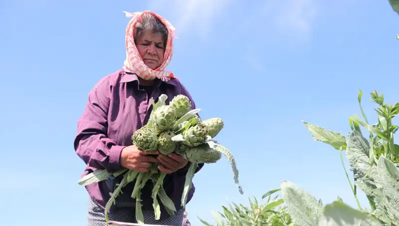 Tarladan Sofralara: 50 TL Fiyatıyla Öne Çıkan Taze Sebze ve Meyveler