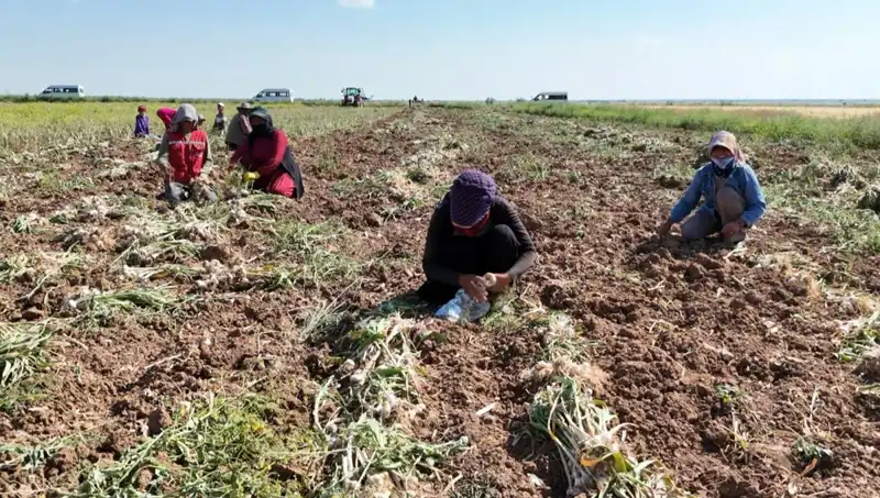 Rusya, Almanya ve İspanya'nın Antibiyotiği: Hasat Zamanı Geldi!