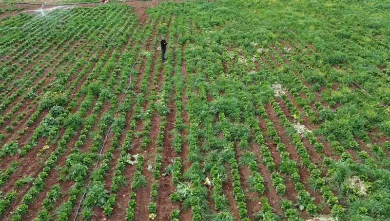 Kuraklık Marul Hasadını Vurdu: Tarımda Kriz Kapıda!