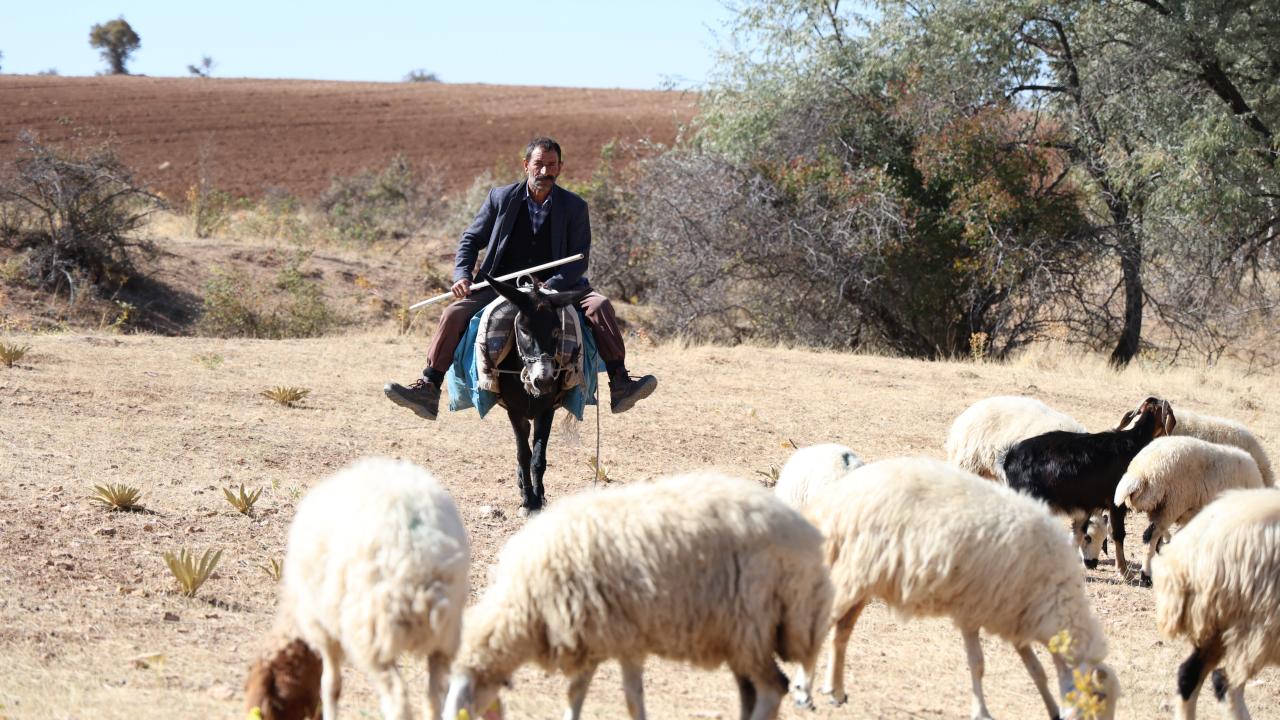 Sürü Sahipleri, Aylık 70 Bin Liraya Çoban Bulmakta Zorlanıyor