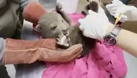 Karabük'te Yavru Bozayı Bulundu: Doğa Severler İçin Kaygı Verici Bir Gelişme