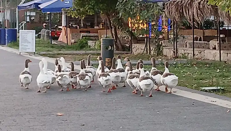 Denizde Yüzme Eğlencesi Sonrası Kazların Kümese Kapatılması Üzücü Sonuçlar Doğurdu