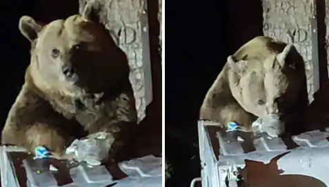 Uludağ'daki Ayı Kayıt Dışı Girişimle Evlerin Arasına Girdi
