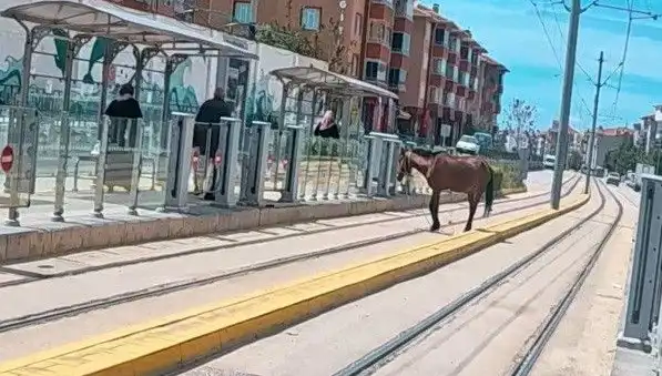 Eskişehir Tramvay Raylarında Başbaşoş At Görülmesi Şaşkınlık Yarattı