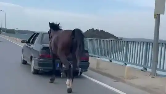 Adana'da Atlara Eziyet Ede N Kişi Tutuklandı: Hayvan Hakları İhlali