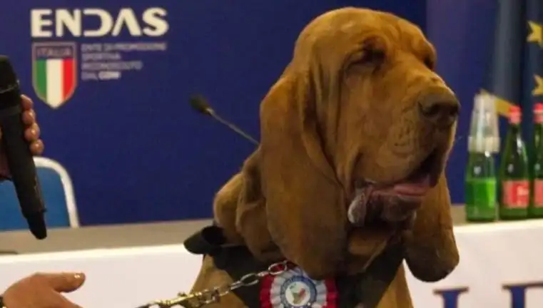Arama Köpeğine Suikast: Çivili Sosisle Öldürüldü!