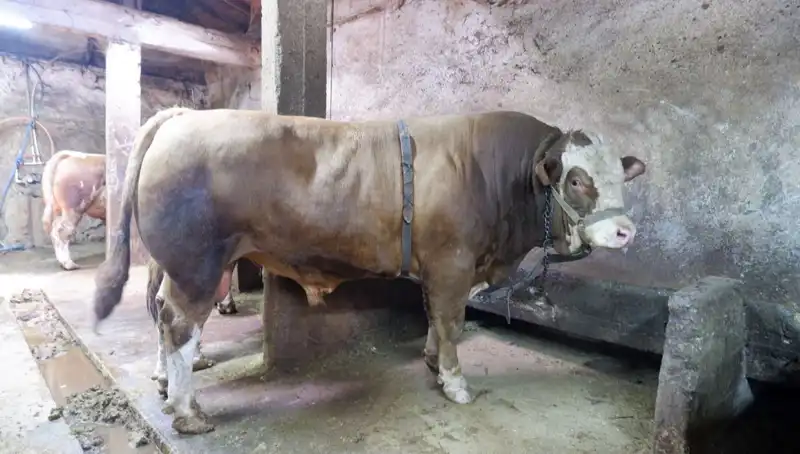 1 Ton 200 Kilo Ürün Alıcısını Buldu: Fiyatı İnanılmaz!