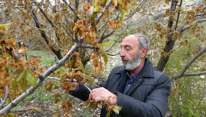Zirai Donla Yüzleşen Üreticiler: Albastı Kirazı Krizi Derinleşiyor