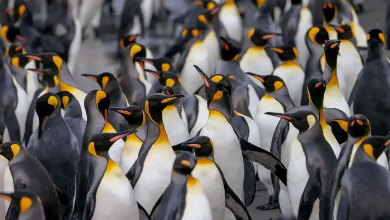 Penguins Are Under Tax Shock: Trump Includes Remote Islands on the List!