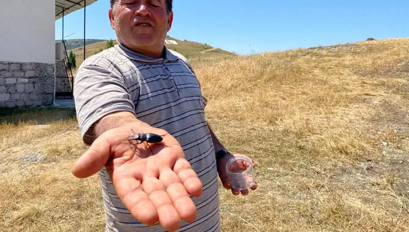 Sivas’ta Büyüleyici Bir Böcek: Öldürmenin Cezası 557 Bin TL