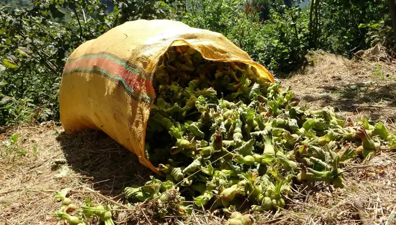 Giresun'da Fındık Hasadı Başladı: Çiftçiler Fındık İçin Gün Sayıyor!