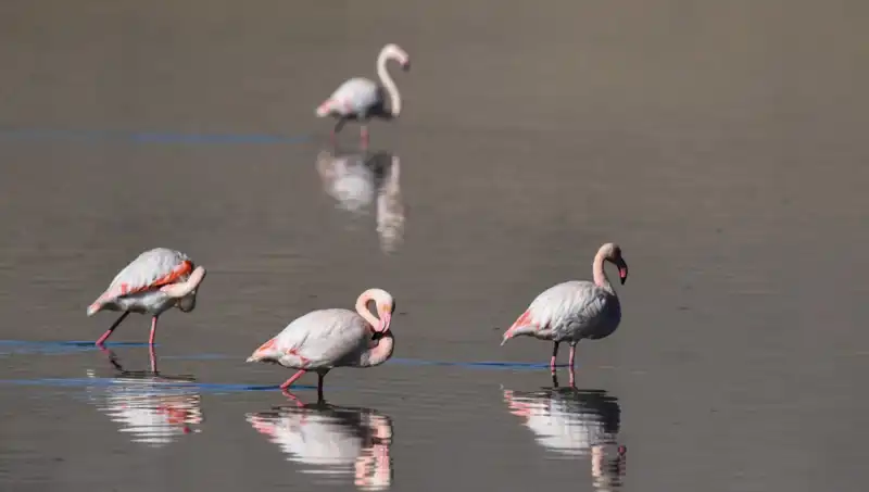 Kuraklık Kuş Cenneti Flamingoları Etkiliyor: Sayıları Düşüşte