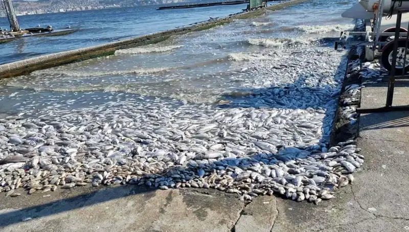 İzmir Körfezi'nde Temizlik Projesi ile Kirlilik Sorunu Çözüme Kavuşuyor