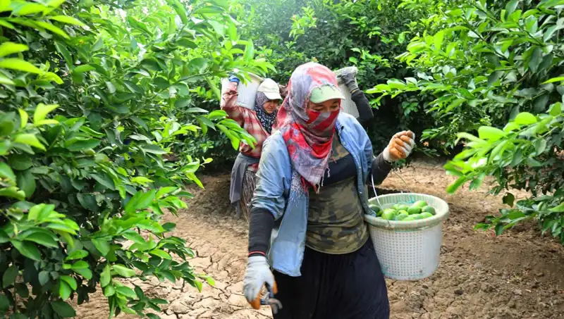 Market Fiyatları Düştü Mü? 150 Liralık Kilo Hasat Başladı!