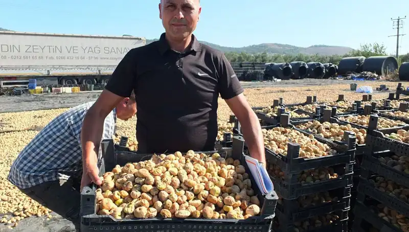 Balıkesir'de Hasat Coşkusu: Çin ve Rusya'ya İhraç Başladı!
