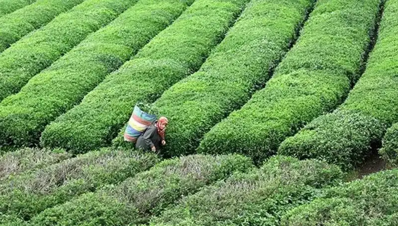 ÇAYKUR, Bayramda Yaş Çay Alımına Devam Edecek!