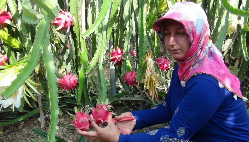 Emekli Oldu, Pitaya Üretmeye Başladı: Kilosu 200 TL'den Satışta!