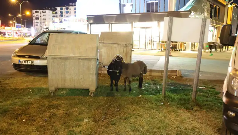 Yola Düşen "Mor Karaman" Koyunları: İhmalin Acı Gerçekleri