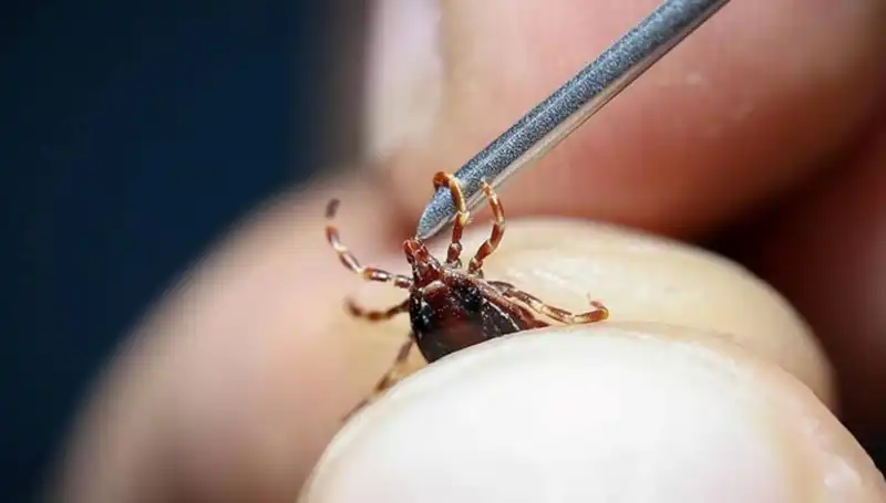 Yaz Aylarında Kenelerle Mücadelede Bilinmesi Gerekenler